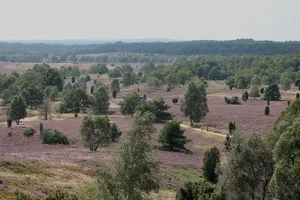 Lüneburger Heide