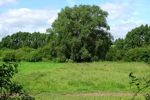 Leineaue zwischen Gronau und Burgstemmen
