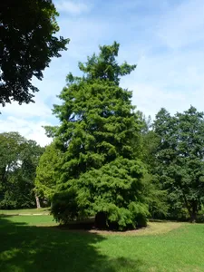 Sumpfzypresse im Schlosspark Charlottenburg