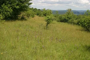 Eiderberg bei Freudenburg
