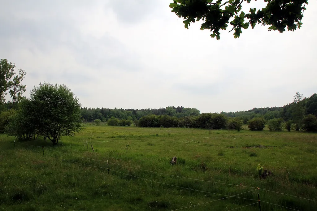 Naturschutzgebiet „Fohlenweide von Dieburg“ (NSG 1432016), Blickrichtung Westen
