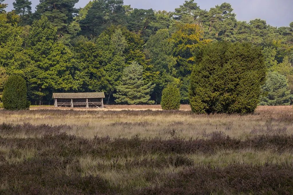 Lüneburger Heide, Undeloh, Naturschutzgebiet, FFH-Gebiet Lüneburger Heide, Vogelschutzgebiet Lüneburger Heide, Naturpark