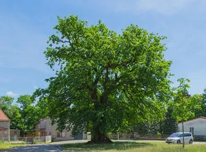 Eiche an der Schlossstraße