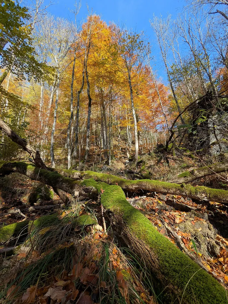 Schluchtwälder der Steyr- und Ennstaler Voralpen