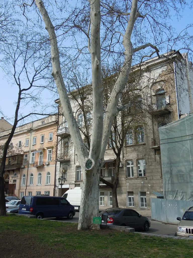 London Plane near the Odesa Opera (2)