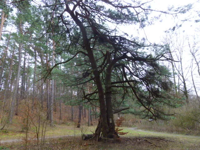 Gemeine Kiefer, Lobetal, nördlich des Mechesee, Naturdenkmal Barnim 116-06 Der Beschreibung zufolge kann es sich nur um die hier abgebildete Kiefer handeln, wenn das Naturdenkmal noch vorhanden ist.