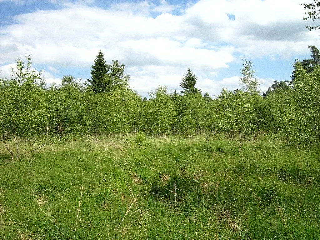 Das Dänschenburger Moor ist eines der größten Hochmoore Norddeutschlands. Durch Wasserabsenkung ist das Moor inzwischen fast vollständig mit Kiefern und Birken bewaldet. (NSG „Großes Moor bei Dänschenburg“ N21, 71 ha, Gemeindegebiet der Stadt Marlow, Landkreis Nordvorpommern, Mecklenburg)