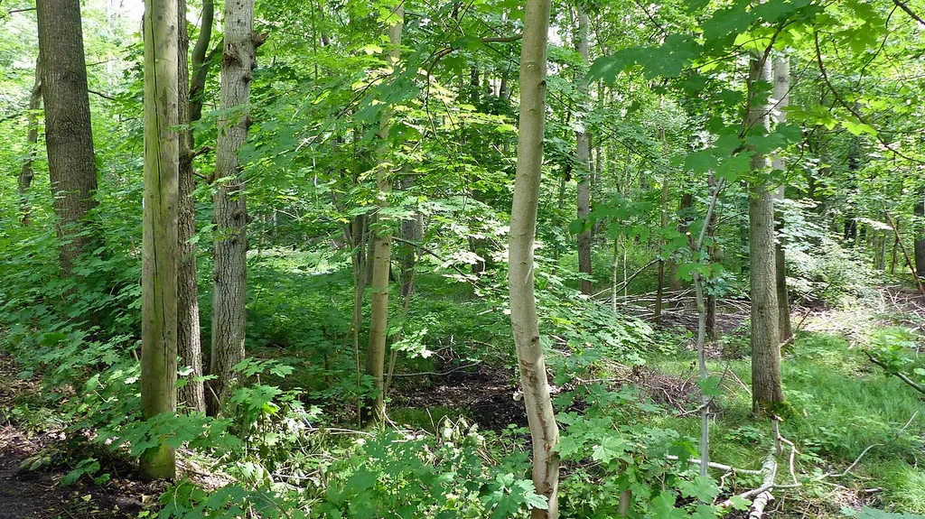 Naturschutzgebiet Kutschgeteich Moritzburg