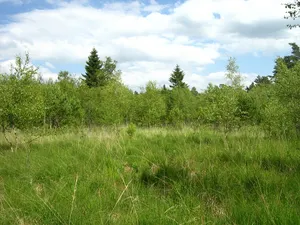 Großes Moor bei Dänschenburg