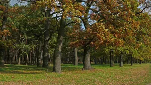 Wulfener Bruch und Teichgebiet Osternienburg