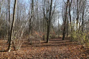 LSG Bahnhofswald im Gebiet der Gemeinden Neubiberg und Ottobrunn