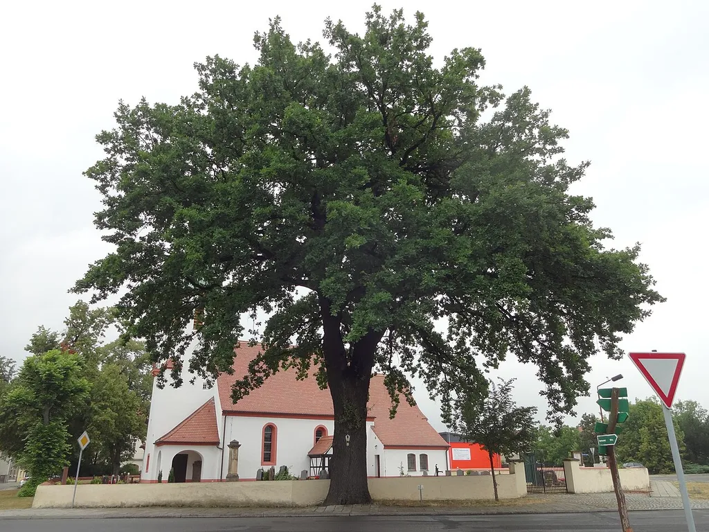 Naturdenkmal Stieleiche südlich der Kirche in Stolzenhain an der Röder