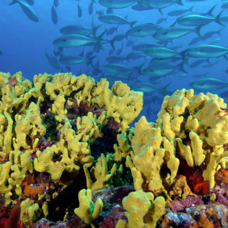 Coiba National Park and its Special Zone of Marine Protection