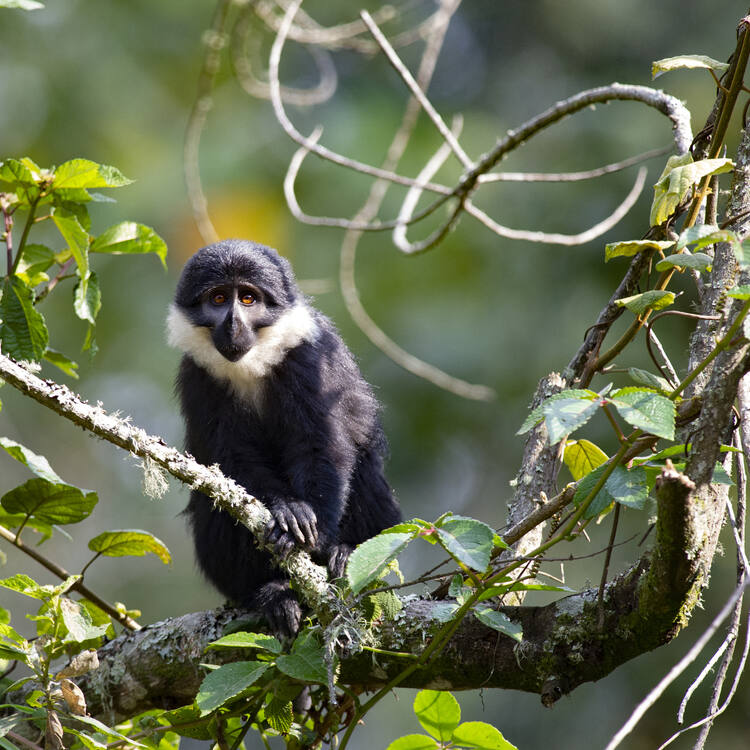 Nyungwe National Park