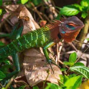 Sinharaja Forest Reserve