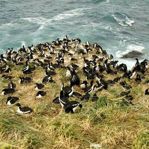 New Zealand Sub-Antarctic Islands